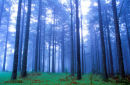 misty forest